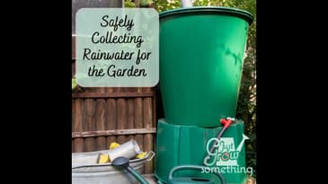 Safe Rainwater Collection: Beating Drought in Your Garden - Ep. 156