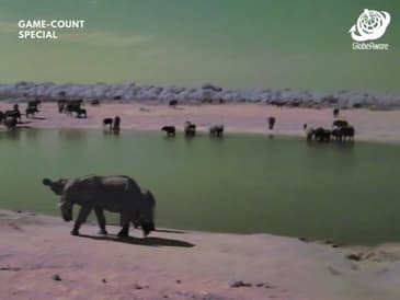 Daytime Observation - Hwange National Park - Game Count Zimbabwe with Globe Aware Oct 2025 Clip 11