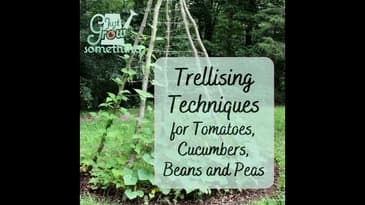Trellising Techniques for Tomatoes, Cucumbers, Beans and Peas - Ep. 199