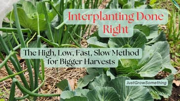 Interplanting Done Right: The High, Low, Fast, Slow Method for Bigger Harvests - Ep. 295
