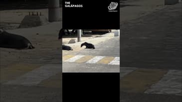 It's A Sea Lion Crossing! A Solo Spring Adventure in the Galápagos with Globe Aware ( Clip 24 )