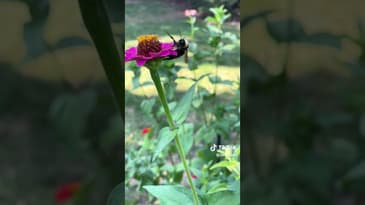 Bumblebee says leave me alone!! ☺️☺️ #tiktok #shorts