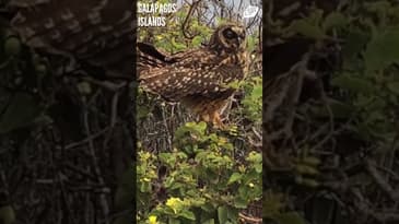 A Stunning Owl Spotted! Galápagos Islands with Globe Aware