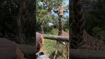 Meeting A Giraffe For The First Time! A Summer Guide to Globe Aware's Kenya Program