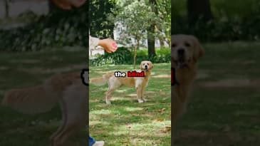 The Cleveland Browns are Crawling to the Finish.