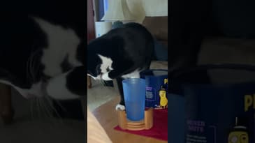 Who me?  #funnycatsvideos #shorts