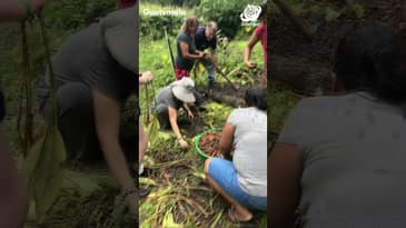 Get Your Hands Dirty in Guatemala! Globe Aware