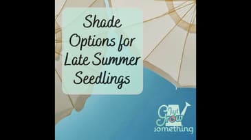 Shade Options for Late Summer Transplants - Focal Point Friday