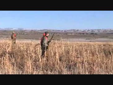 Crazy Rainbow Wing Shooting