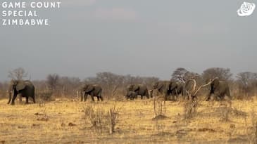 A Family of Elephants! Zimbabwe Game-Count Special with Globe Aware (2023)