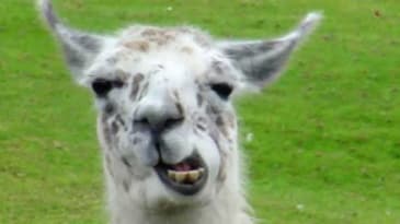 What Does the Llama Say? - HIGH QUALITY MP3