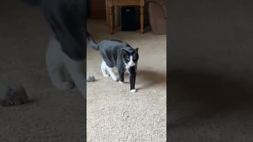 Here’s Benson #Shorts #FunnyCats