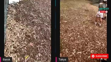 SEE the Best of Hunter Valley Zoo with Filipino Couple Vloggers Barok and Takya