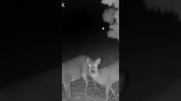 Sup? ￼ #Shorts #Funnyanimals