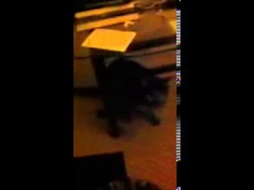 3 Legged Cat Plays Fetch