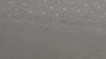 What is going on with these masks?