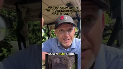 Gator near ball. Risk the shot for a birdie? 🐊What would you do #GolfLife #GatorGolf #FloridaGolf