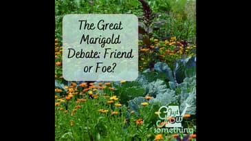 The Great Marigold Debate - Ep. 147