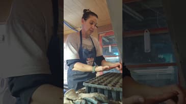 A different way to succession plant - by days to maturity. #garden