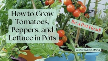 How to Grow Tomatoes, Peppers, and Lettuce in Pots - Ep. 298