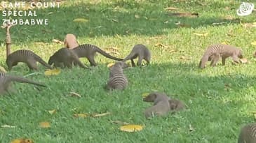 Banded Mongoose Spotted! Zimbabwe Game-Count Special with Globe Aware (2023)