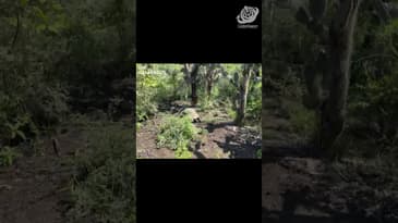 These Fellows Are Quite Slow! A Solo Spring Adventure in the Galápagos  with Globe Aware ( Clip 10)