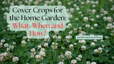Cover Crops in the Home Garden: What to Plant, When and How to Finish Them - Ep. 318