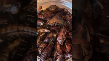 Eating Grasshoppers at a baseball game #shorts #baseball #mlb #seattle #mariners #food #foodreview