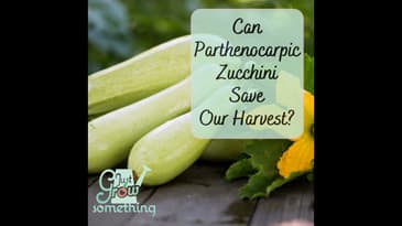 Can Parthenocarpic Zucchini Save Our Harvest by Helping Us Avoid Pests?