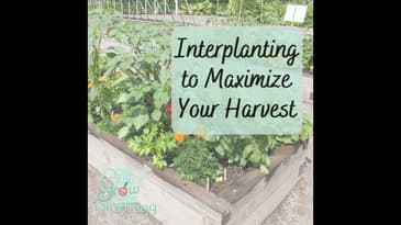 Interplanting to Maximize Your Harvest - Ep. 180
