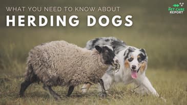 Herding Dogs: What you need to know