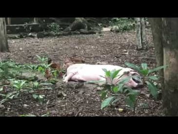 MICRO MOMENTS! What is Tiny Dancer Up to in Guatemala?