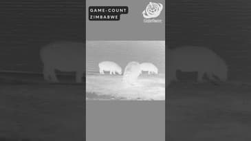 An experience straight out of a wildlife dream! Zimbabwe Game-Count with Globe Aware