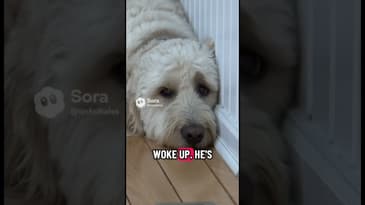 What my animals probably talk about when they hear me on another tangent. #podcast #dog #cat #crazy