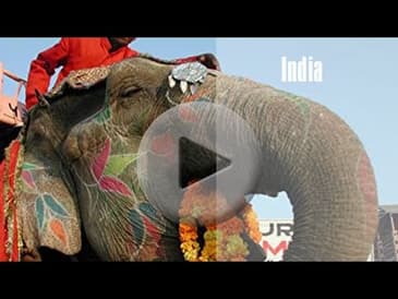 VOLUNTEERING IN JAIPUR, INDIA WITH GLOBE AWARE