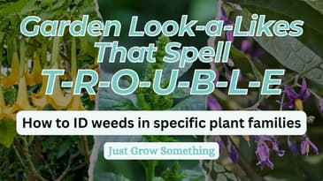 How to ID Weeds in Specific Plant Families - Ep 255