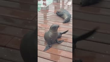 Baby Sea Lion, So Cute and Friendly! Galápagos Islands with Globe Aware