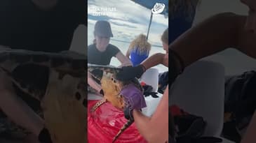 Saving Sea Turtles! Costa Rica with Globe Aware