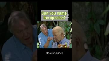 #short Stay in the Gray Podcast Clip #podcast #joebiden #comedyclips