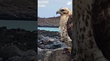 Such A Regal Falcon! Galápagos Islands with Globe Aware