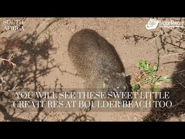 You Will See These Sweet Little Creatures At Boulder Beach Too!