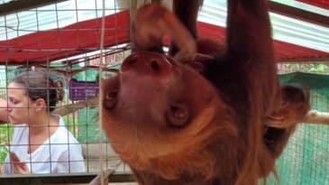 BABY SLOTH IN COSTA RICA!