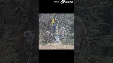 ARE THESE MONKEYS IN BHUTAN!? UNIQUE BHUTAN WITH GLOBE AWARE! TRAVEL 2023