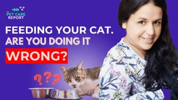 What You Should Be Feeding Your Cat