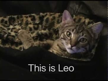 Leo's Story