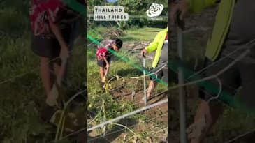 A lot of them... don't have homes that provide them food! Thanksgiving in Thailand with Globe Aware