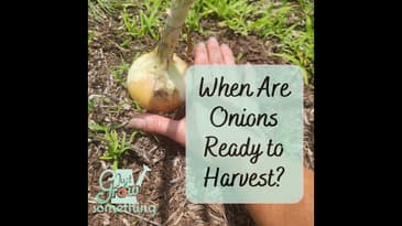 When Are Onions Ready to Harvest? - Ep. 203