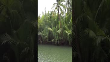 ✨ Cruising along the peaceful Loboc River #shorts  #bohol #lobocrivercruise #philippinestravel