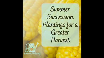 Summer Succession Planting for a Greater Harvest - Ep. 204