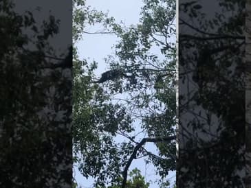 MICRO MOMENTS! What's That In The Tree!?